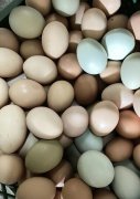 農家散養笨雞蛋老少皆宜坐月子佳品